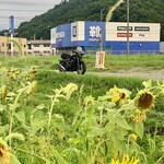 麺ENDO - ひまわりももう終わりだねぇ〜✨✨✨