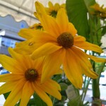 フレッシュ・クラブ - いつも素敵なお花を販売されていますが　翌週に同じ花がないことが多い　ホームセンターよりもさらにリーズナブルな価格設定のお花