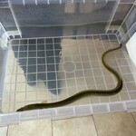 プレゼンテ スギ - 天然鰻