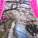 大樽 - 桜が綺麗です