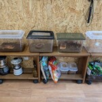 MOUNT NIKI - クワガタも居ましたよ