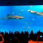 ザ・ブセナテラス - 美ら海水族館へはここから約30km。