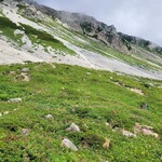 白馬鑓温泉小屋 - 大出原の一面のお花畑と雪渓