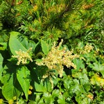 白馬鑓温泉小屋 - オンタデ