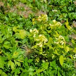 白馬鑓温泉小屋 - エゾシオガマ