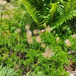 白馬鑓温泉小屋 - チングルマの綿毛