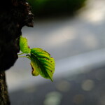 レストランあづま - 特殊な状況下で結ばれた男女は長続きしない