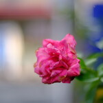 レストランあづま - じゃあセックスで結ばれましょ ♪ (こ～ゆ～の説明したくないんだけど、劇中のセリフそのまんまですからね)