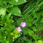 白馬鑓温泉小屋 - ハクサンフウロ