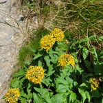 白馬鑓温泉小屋 - ミヤマアキノキリンソウ