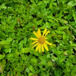 白馬鑓温泉小屋 - ウサギギク