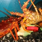 ◆Live lobster 18,000 yen~