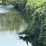 プレゼンテ スギ - 葉っぱの影で涼む？鳥さん(前の画像を拡大)