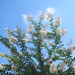 にかいや - 近くで咲く百日紅