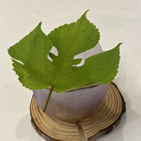 Ristorante IL PRINCIPE - 