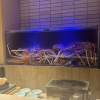 湘南沖地蟹専門店ふじ月 - 水槽にうごめくタカアシガニ