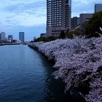オールドインペリアルバー - 今は、桜並木。こちら側は、役人の街だった。