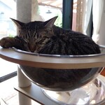 books to curry 猫のしっぽ - 