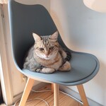 books to curry 猫のしっぽ - 