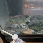 郷土料理ともん - 名前は失念した珍しいイワナ。昨年は鮎で溢れていた店内の水槽ですが、今年は数が少ないので店外の水槽にいるそうです