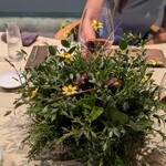 ノノカ レストラン - 