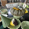 Aoywaan Riverside Thai Cuisine - 料理写真:②カボチャを器にしたダックのレッドカレー