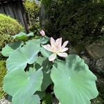 湖香六根 - 立派なハス　じっくり大切に育ててこられたそうです