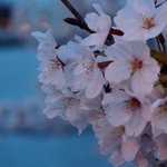 グルメ・ミュージック船 ひまわり - ほぼ全滅でした。w