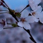 グルメ・ミュージック船 ひまわり - ライトアップされてるし、ちょっとぐらい、まともな写真も混ざってると思ってた。ｗ