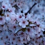 グルメ・ミュージック船 ひまわり - でも、撮影失敗は、想定範囲内。