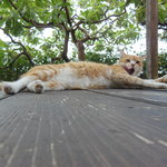 島やさい食堂 てぃーあんだ - 気持ち良いニャ