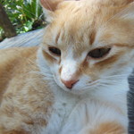 島やさい食堂 てぃーあんだ - しつこいニャア・・・