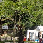 駅そば そば・うどん八起家 - 靖國のもうひとつの名物、ソメイヨシノの標本木。