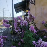 バルバ　ロッソ - 