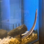 鮮魚と鰻 清流満月 野毛 - ペットの鰻ちゃん