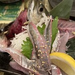 玉金 - アジの刺身　口パクパクしてます