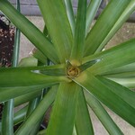 中華そば トリコ - 