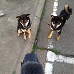 ピッザピッザピッザ - 真空圧縮非加熱生フルーツコンポート☆いちごとりんごちゃん500円珈琲付き☆