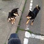 ピッザピッザピッザ - 真空圧縮非加熱生フルーツコンポート☆いちごとりんごちゃん500円珈琲付き☆