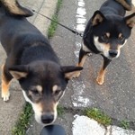 ピッザピッザピッザ - 真空圧縮非加熱生フルーツコンポート☆いちごとりんごちゃん500円珈琲付き☆