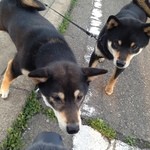 ピッザピッザピッザ - 真空圧縮非加熱生フルーツコンポート☆いちごとりんごちゃん500円珈琲付き☆