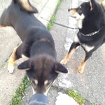 ピッザピッザピッザ - 真空圧縮非加熱生フルーツコンポート☆いちごとりんごちゃん500円珈琲付き☆