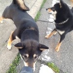 ピッザピッザピッザ - 真空圧縮非加熱生フルーツコンポート☆いちごとりんごちゃん500円珈琲付き☆