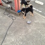 ピッザピッザピッザ - 真空圧縮非加熱生フルーツコンポート☆いちごとりんごちゃん500円珈琲付き☆