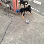 ピッザピッザピッザ - 真空圧縮非加熱生フルーツコンポート☆いちごとりんごちゃん500円珈琲付き☆