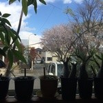 Rama - 窓際のソファー席でした。外には満開の桜が見えました。