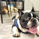 ヤキニク アトム - アトム君