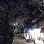 幸 - 目の前が桜並木（うまく撮れなくてすみません）
