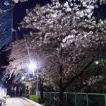 幸 - きれいな桜ですが特にライトアップはなしです