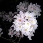 幸 - 暗くて店前の桜の全景が撮れないのでアップで撮ってみました